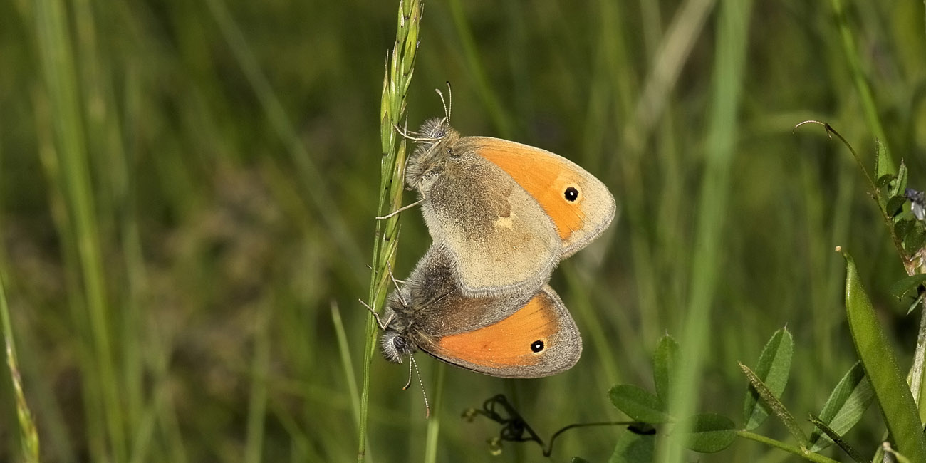 Coenonympha pamphilus